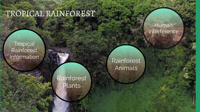 Rain forest Biome by Alexis Encarnacion on Prezi