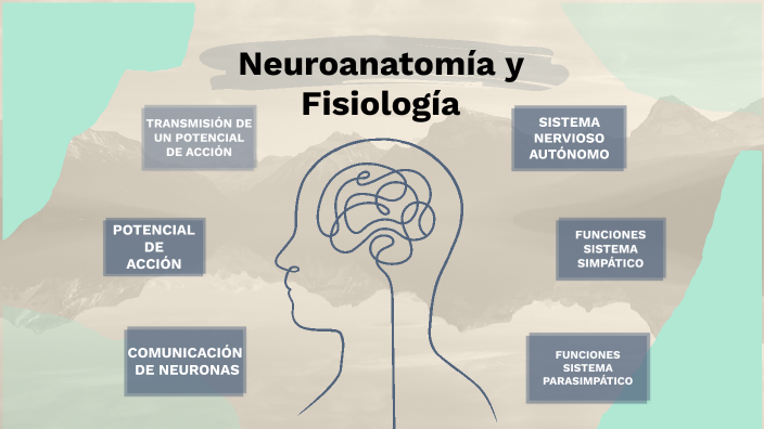 Sistema Nervioso by Nicole Mendoza on Prezi