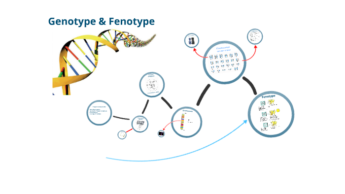 Genotype & Fenotype by Guust Moors on Prezi