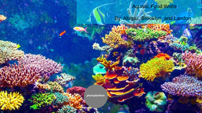 Aquatic food Web by Brooklyn Childers on Prezi