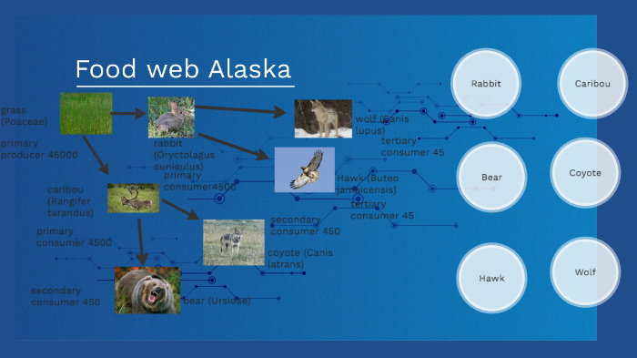 Food web Alaska by Jeffrey Busek on Prezi