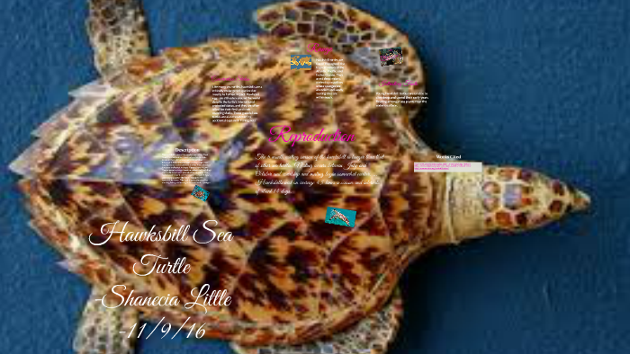Hawksbill Sea Turtle by Shanecia Little on Prezi