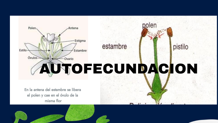 AUTOFECUNDACION by tomas perez on Prezi