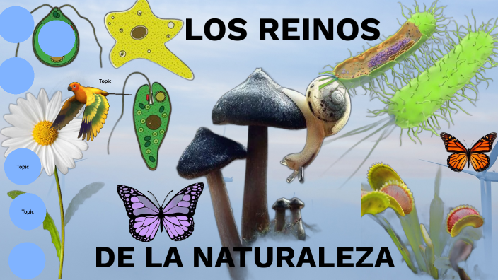 reinos de la naturaleza by ana peña on Prezi