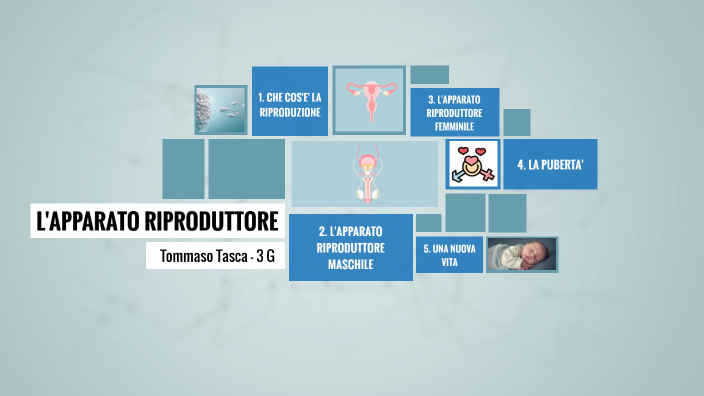 Apparato Riproduttivo By Tommaso Tasca On Prezi Next 4234