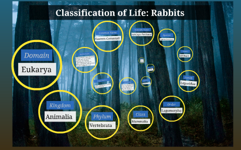 what is the linnaean classification of a rabbit