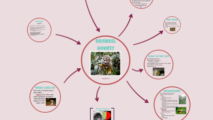 Phyto-indicators of squirrel monkey (jkijki)