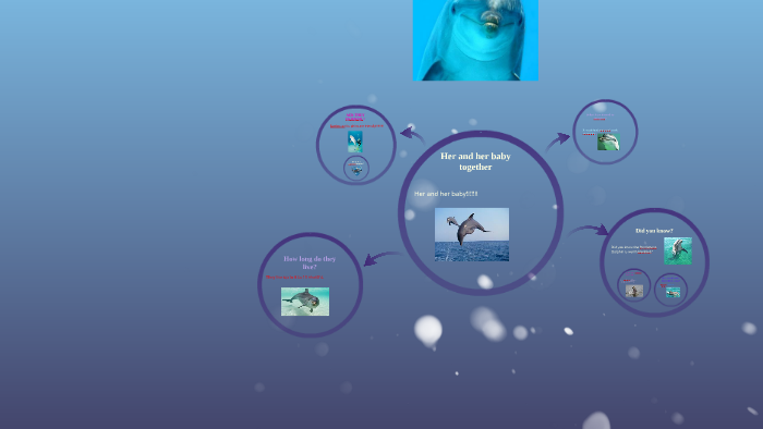 Bottlenose Dolphin by Adrianna Cone on Prezi