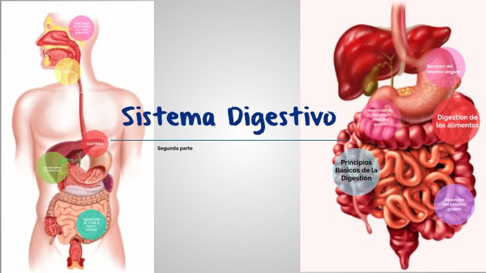 Sistema digestivo by diego muñoz on Prezi