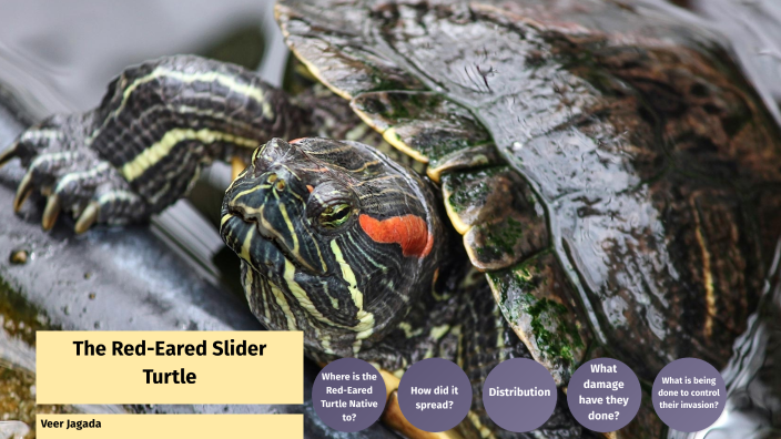 The Red-Eared Slider Turtle - Invasive Species by Veer Jagada