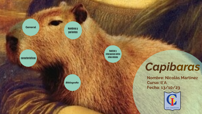 Capibara by Nicolás Marínez on Prezi