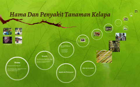 Hama Dan Penyakit Tanaman Kelapa By Yanuar Mahir Hermawan