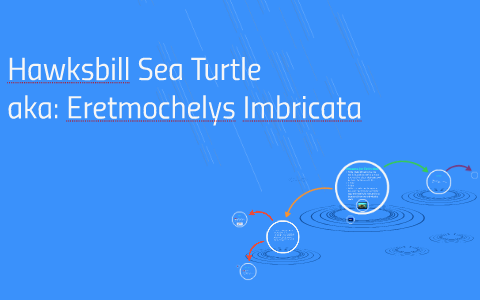 Hawksbill Sea Turtle by Mike D'Anna on Prezi