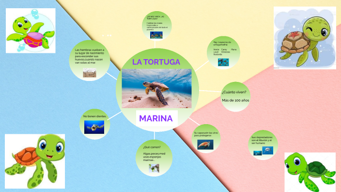 tortuga marina by Evelyn Garcia Vallejo on Prezi