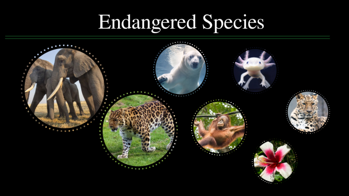 Endangered Species by Inês Faria on Prezi
