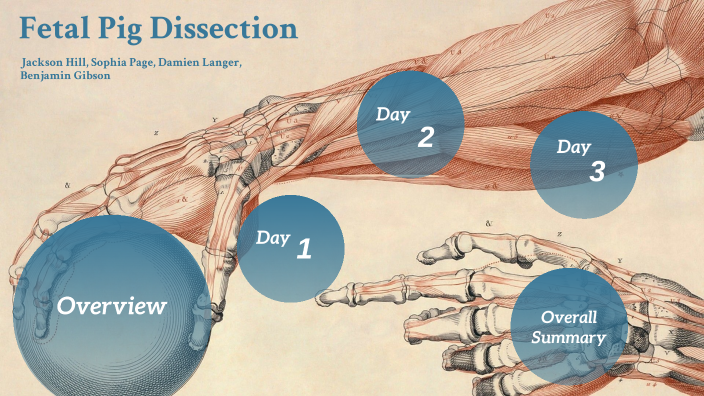 Fetal Pig Dissection By Sophia Page On Prezi