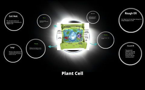 Plant cell by on Prezi