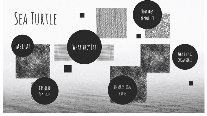 Sea turtles by Will Ayers on Prezi