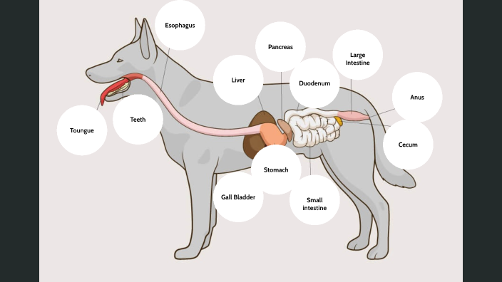 Dog digestion track by Rose Armstrong