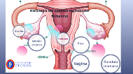 capa funcional de la histología del útero