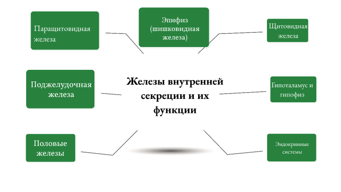 Железы внутренней секреции и их функции by Дарья Климова on Prezi