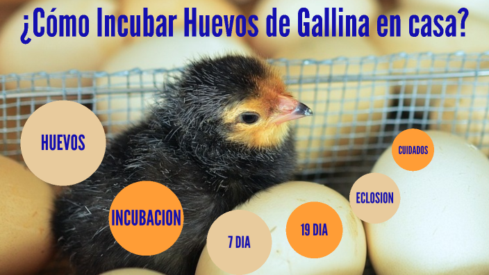 Descubrimiento Proponer ceja Cómo Incubar Huevos de Gallina en casa? by Ruben Hidalgo on Prezi Next