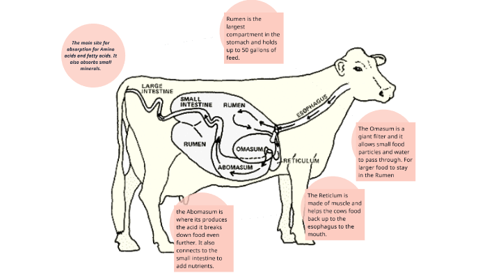 Diagram Of Cow Digestive System 4765