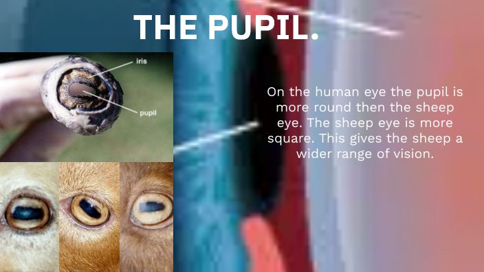 SHEEP EYE VS HUMAN EYE. by Carl Bennnett on Prezi