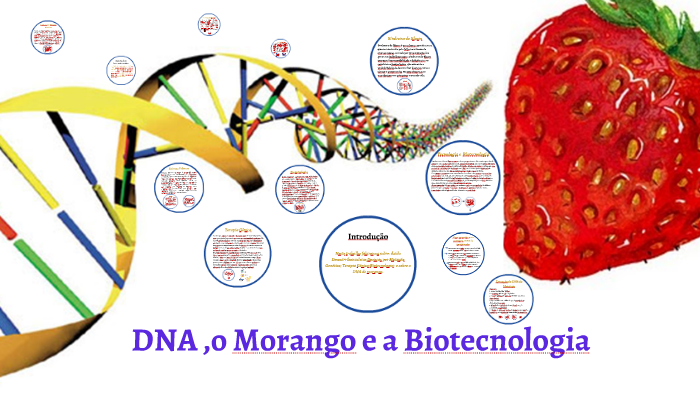 extração de dna de morangos