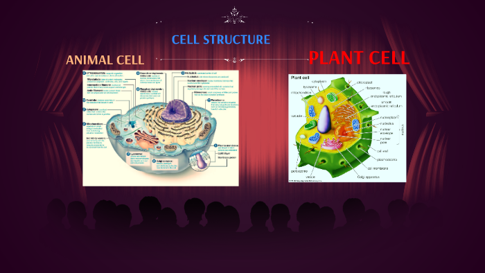 CELL STRUCTURE by nur amirah on Prezi