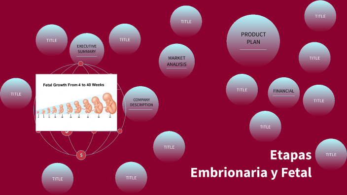 Etapa Embrionaria Y Fetal By Juan Diego Bahamonde V 2221