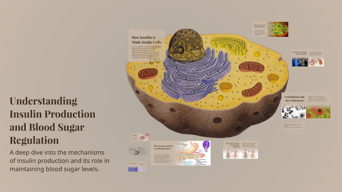 Understanding Insulin Production and Blood Sugar Regulation by Alayna ...