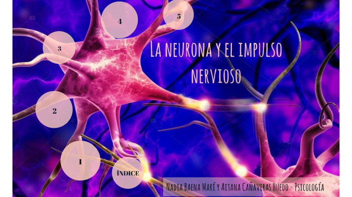 LAS NEURONAS Y EL IMPULSO NERVIOSO - PSICOLOGÍA by Nadia Baena on Prezi