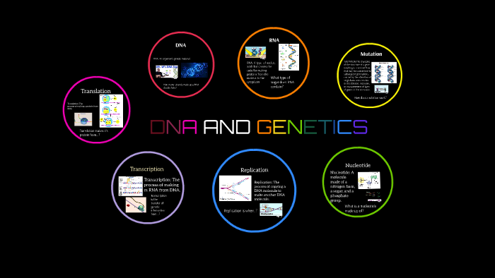 DNA AND GENETICS by 15 skylizzle on Prezi