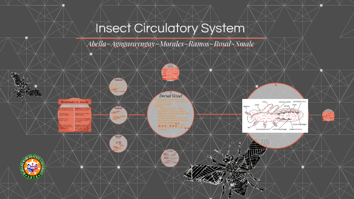 Insect Circulatory System by Gener Morales on Prezi