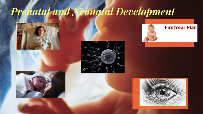 Prenatal And Neonatal Development By John Wolfe On Prezi