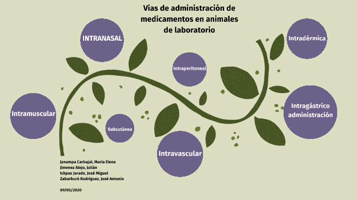 Vías de administración de medicamentos en animales de laboratorio by