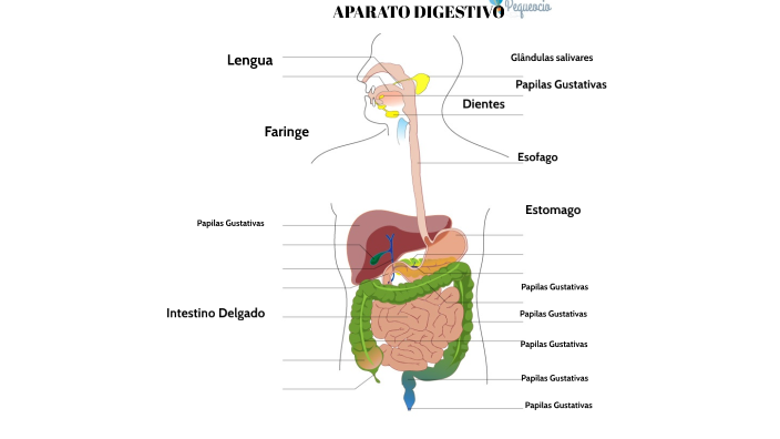 Aparato Digestivo by Karen Sofia Contreras Tapia on Prezi