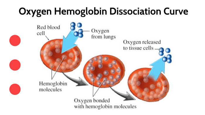 the oxyhemoglobin dissociation curve by Francesca Romano on Prezi