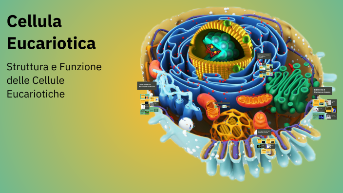 Cellula Eucariotica by HANA MOHAMED ABDELMAABOUD ELMA ELSHAMI on Prezi
