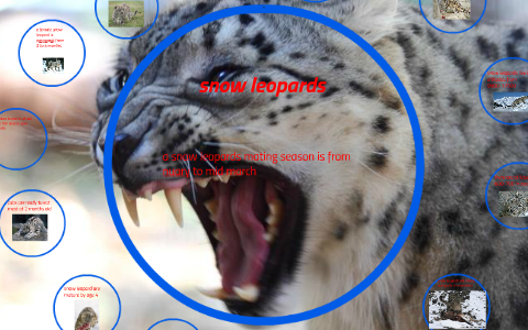 Snow Leopards By Kendrick Dennis On Prezi