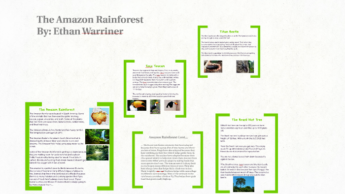 The Amazon Rainforest by abc 123 on Prezi