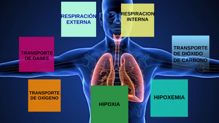 Respiración Interna Y Externa By Marjorie Sota On Prezi