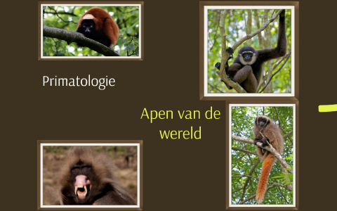 primatologie by Matthijs de Zeeuw on Prezi