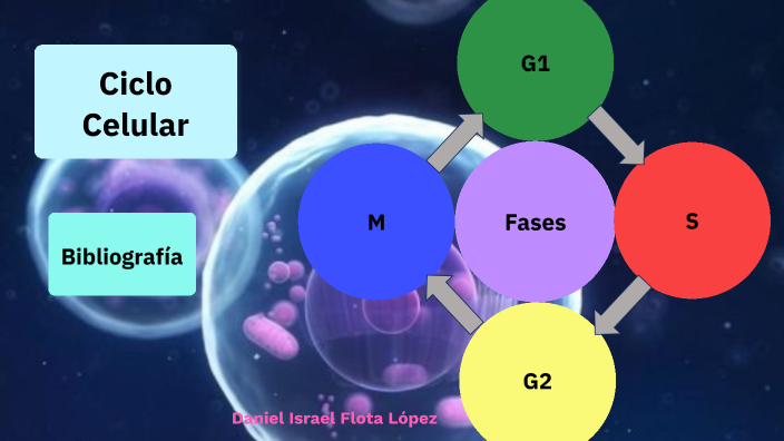 Ciclo Celular by Miriam Lopez on Prezi