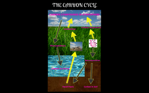 Carbon Cycle by Alex Richardson on Prezi