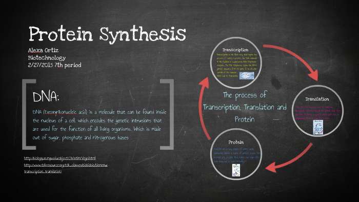 Protien Synthesis Project Protein Synthesis Project by Alexa Ortiz on Prezi