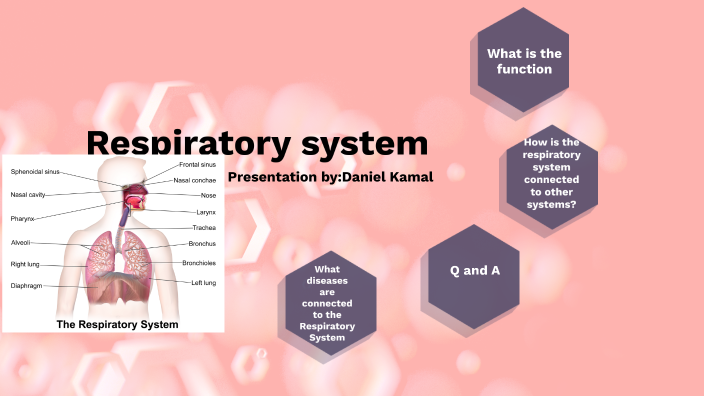 Respiratory System by Daniel Kamal on Prezi