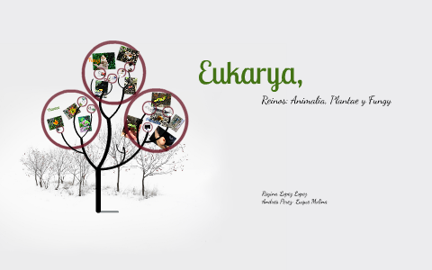 Dominio Eukarya, Breve resúmen de varios filos de los reinos animalia ...