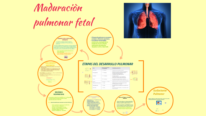 MADURACION PULMONAR by Veronica Gabriela on Prezi